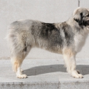 Romanian Carpathian Shepherd